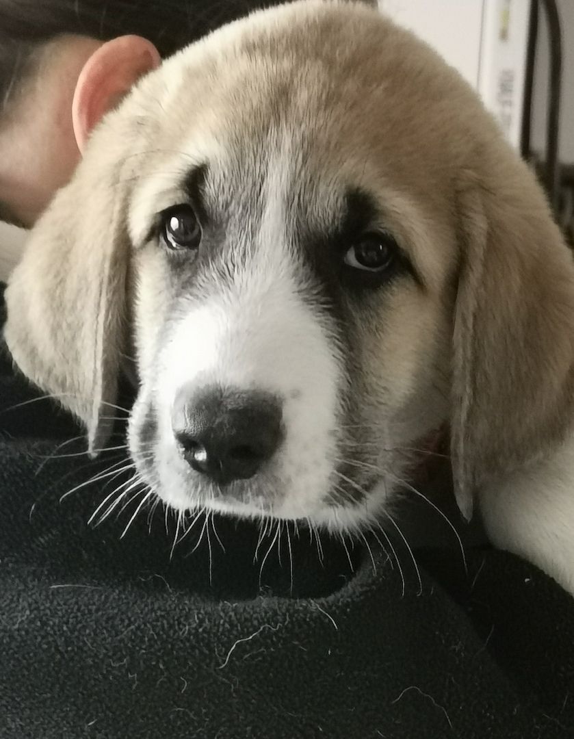 Kangal - Mischlings - Wachhund – Welpen