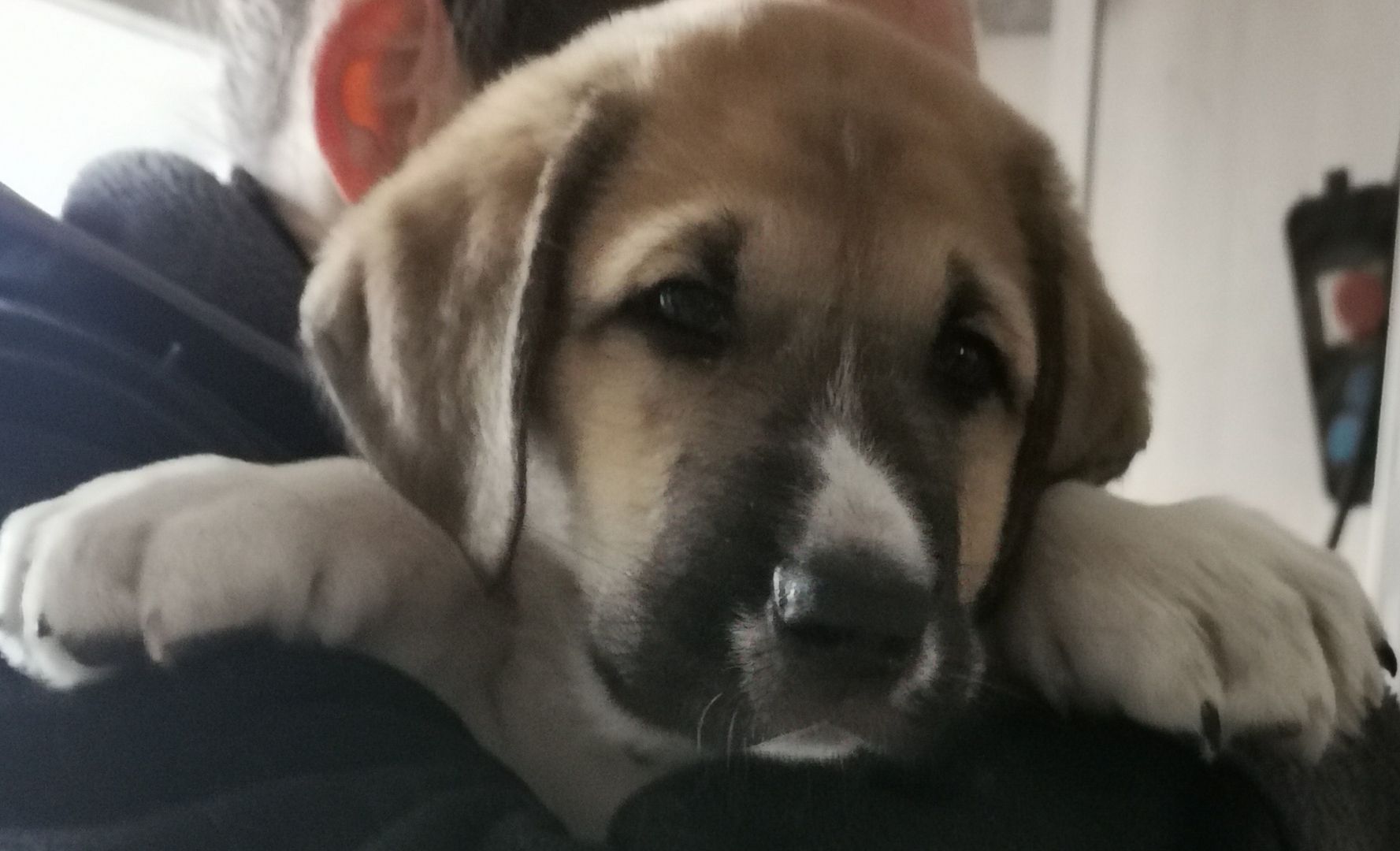 Kangal - Mischlings - Wachhund – Welpen