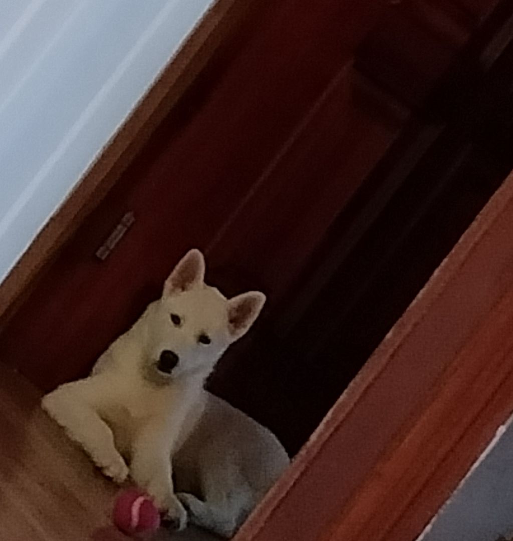 DRINGENDE ABGEBE Husky Hündin