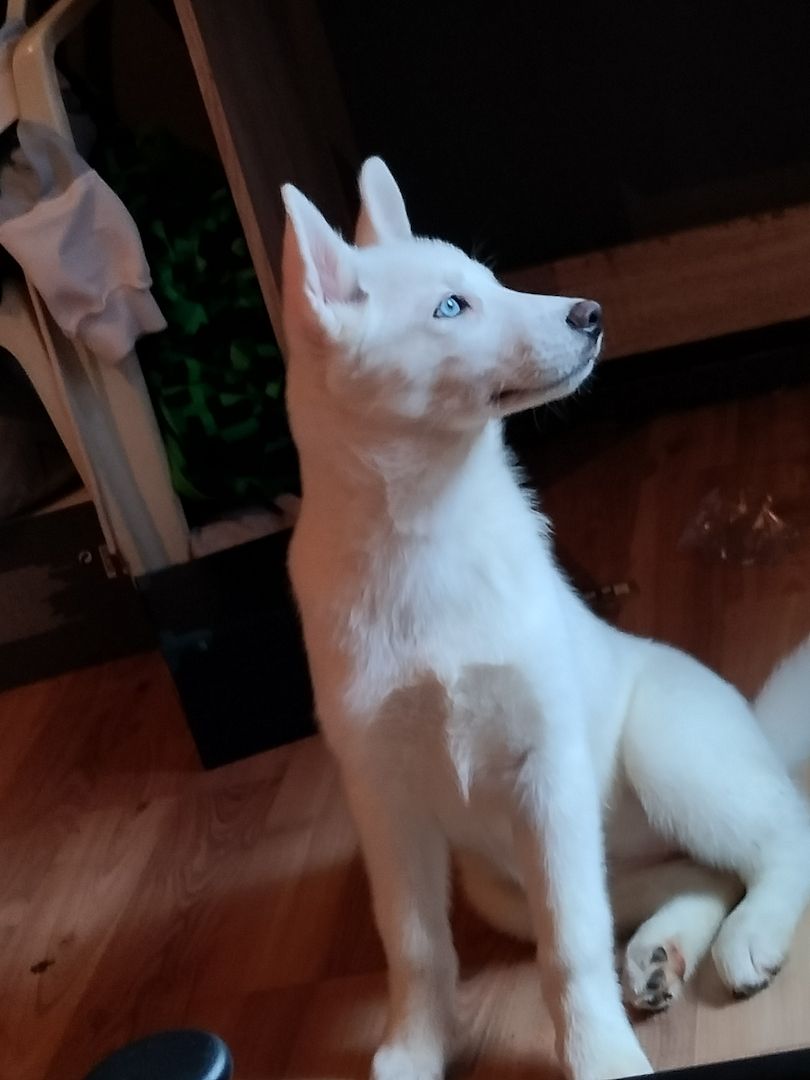 DRINGENDE ABGEBE Husky Hündin