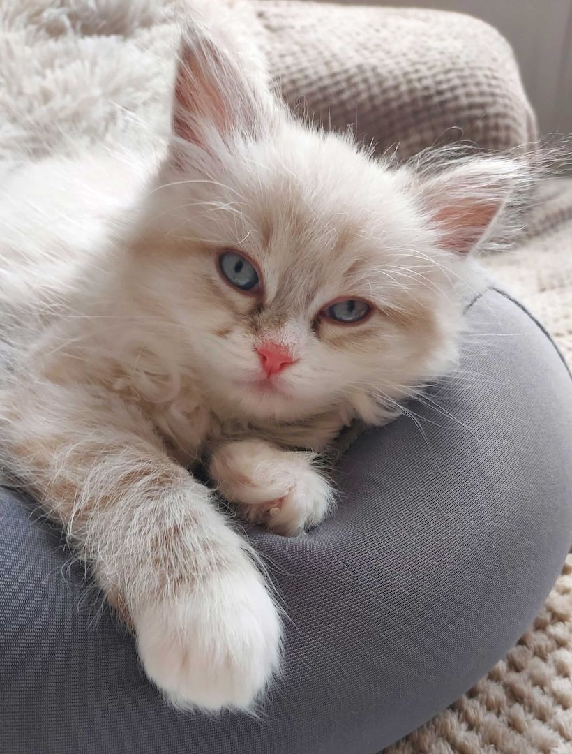 Ragdoll Katzenbabys, Kitten