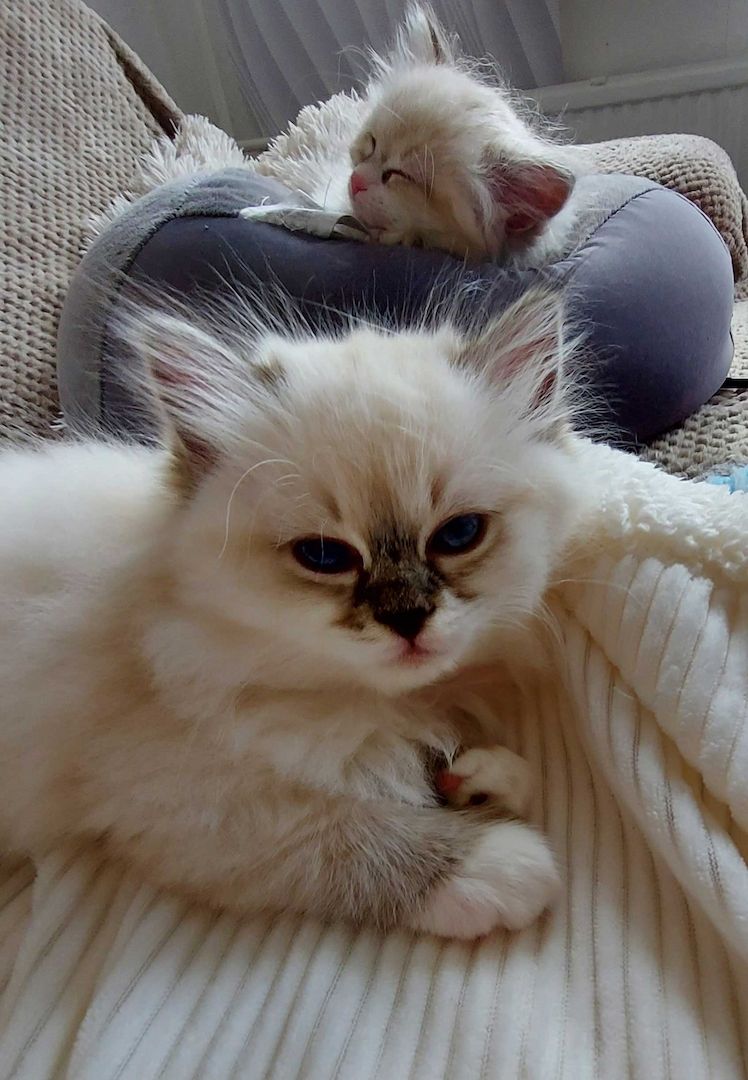 Ragdoll Katzenbabys, Kitten