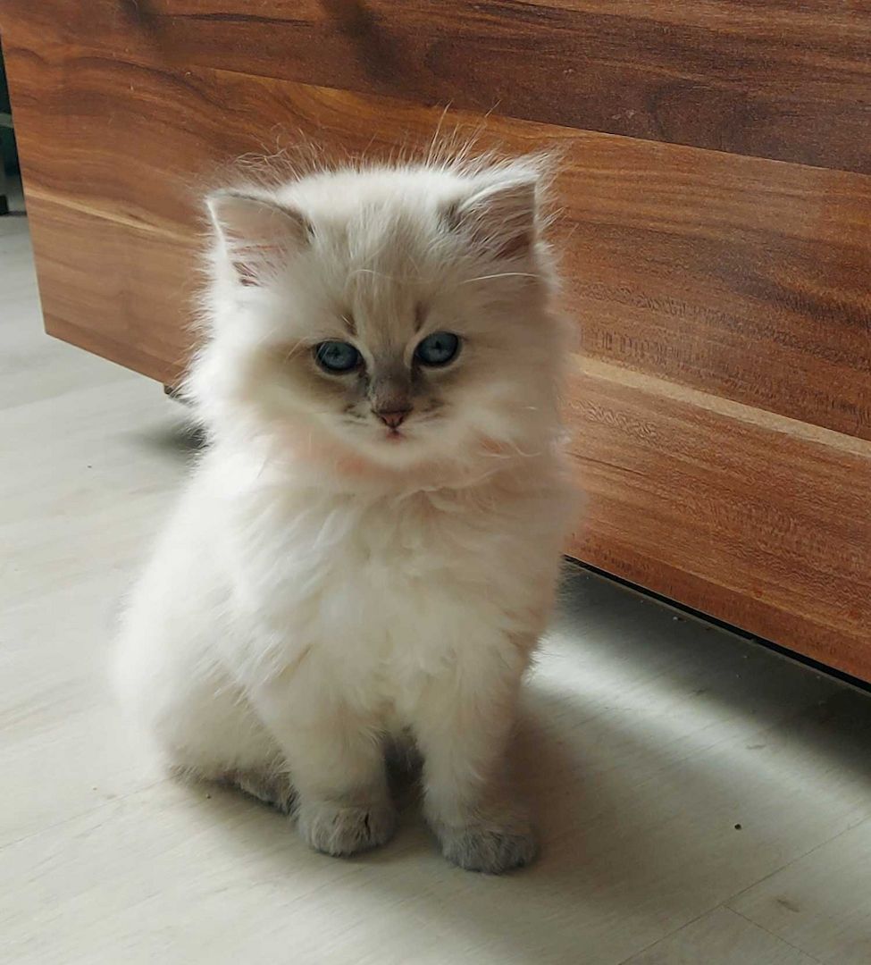 Ragdoll Katzenbabys, Kitten