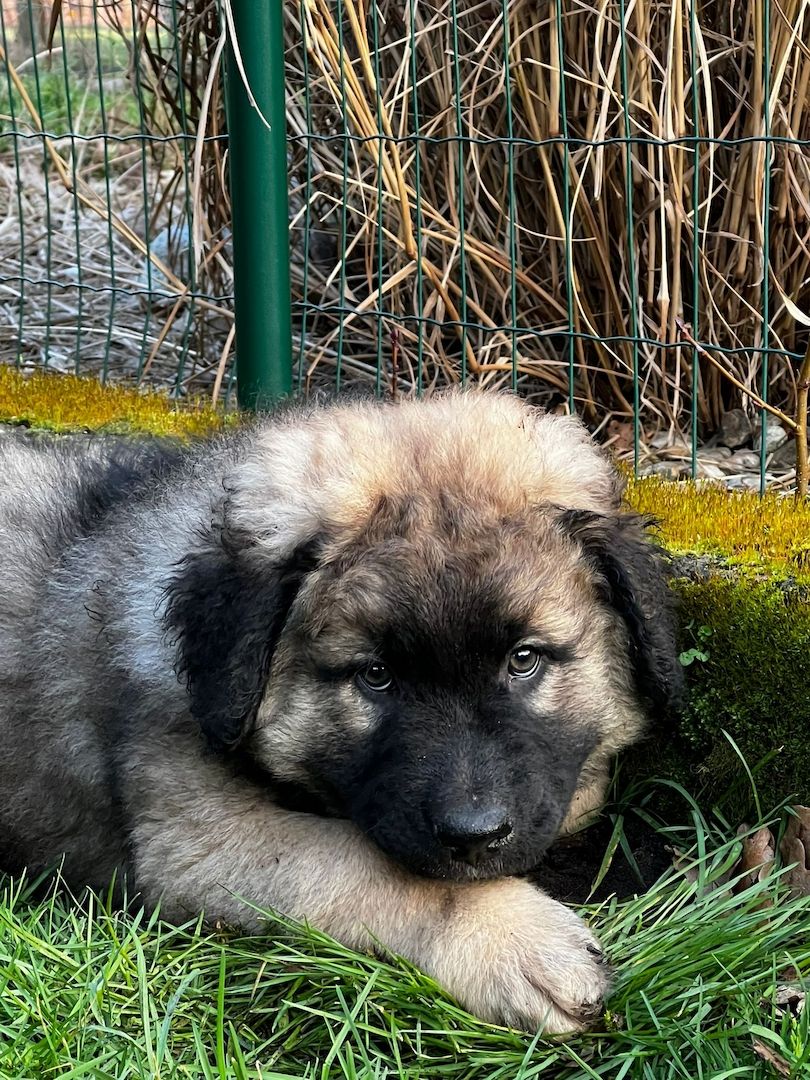 Leonberger  / Germanischer Bärenhund Welpen Leonberger  / Germanischer Bärenhund Welpen