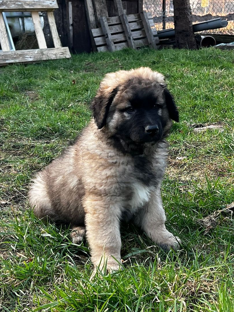 Leonberger  / Germanischer Bärenhund Welpen Leonberger  / Germanischer Bärenhund Welpen