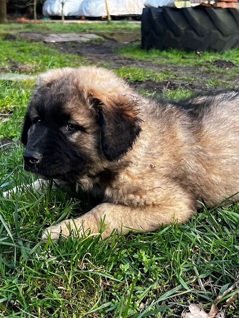 Leonberger  / Germanischer Bärenhund Welpen Leonberger  / Germanischer Bärenhund Welpen