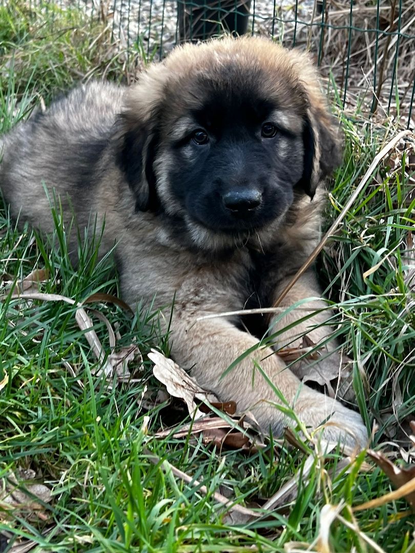 Leonberger  / Germanischer Bärenhund Welpen Leonberger  / Germanischer Bärenhund Welpen