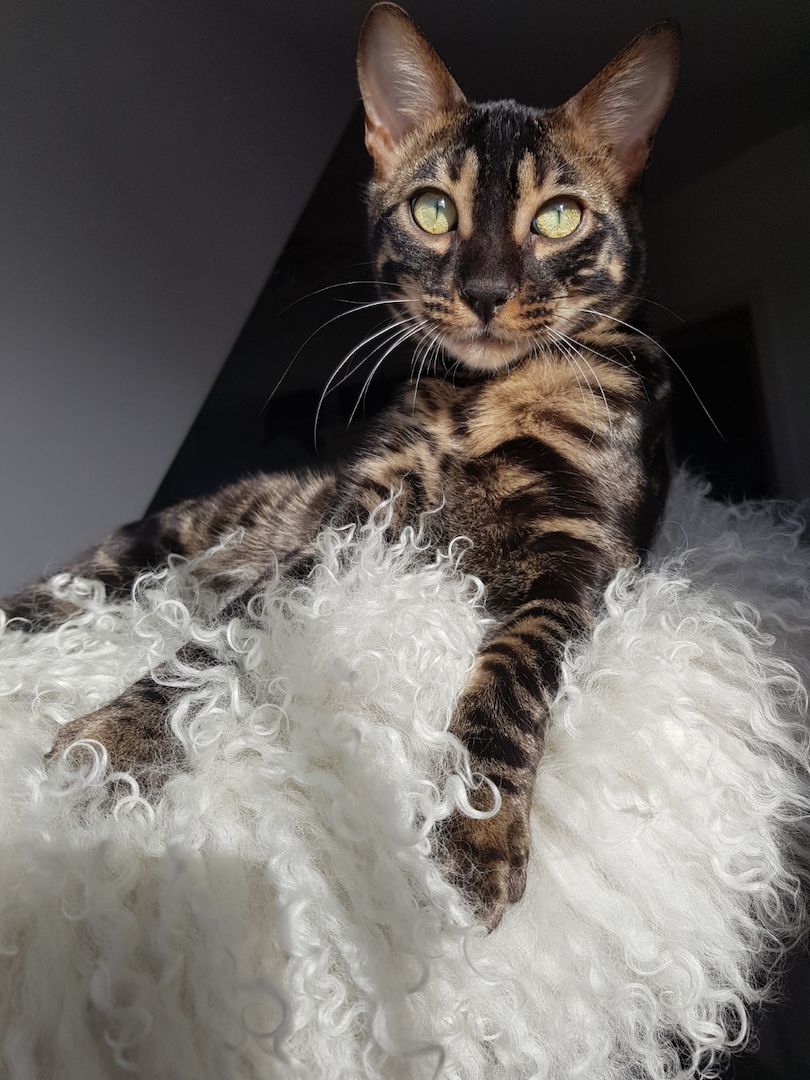 Reinrassiger Bengal Kater mit Stammbaum