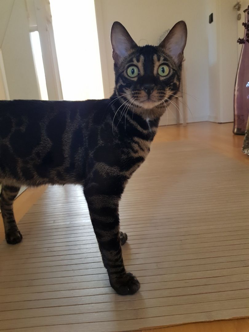 Reinrassiger Bengal Kater mit Stammbaum