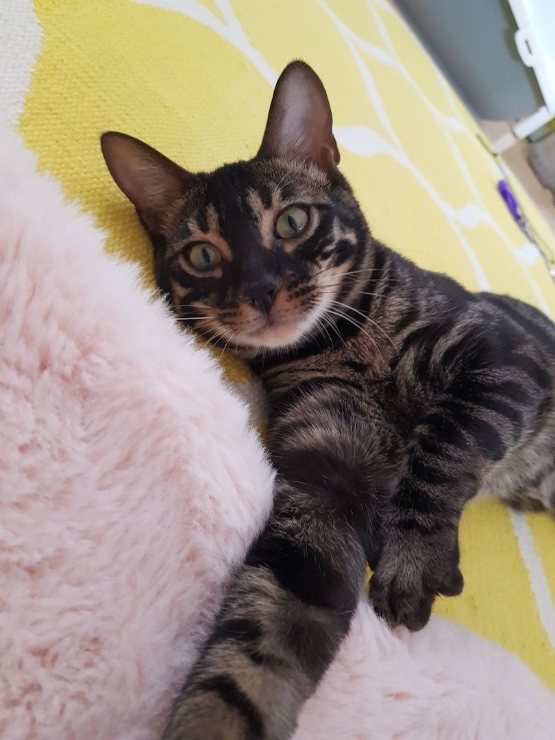 Reinrassiger Bengal Kater mit Stammbaum