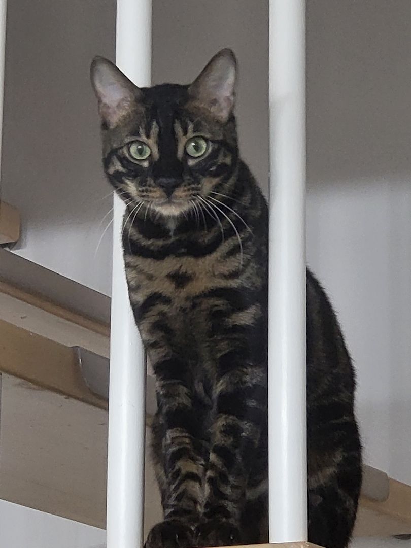 Reinrassiger Bengal Kater mit Stammbaum