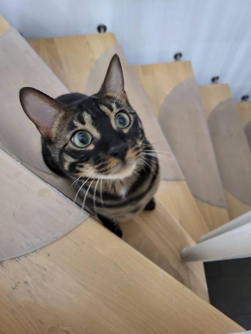 Reinrassiger Bengal Kater mit Stammbaum