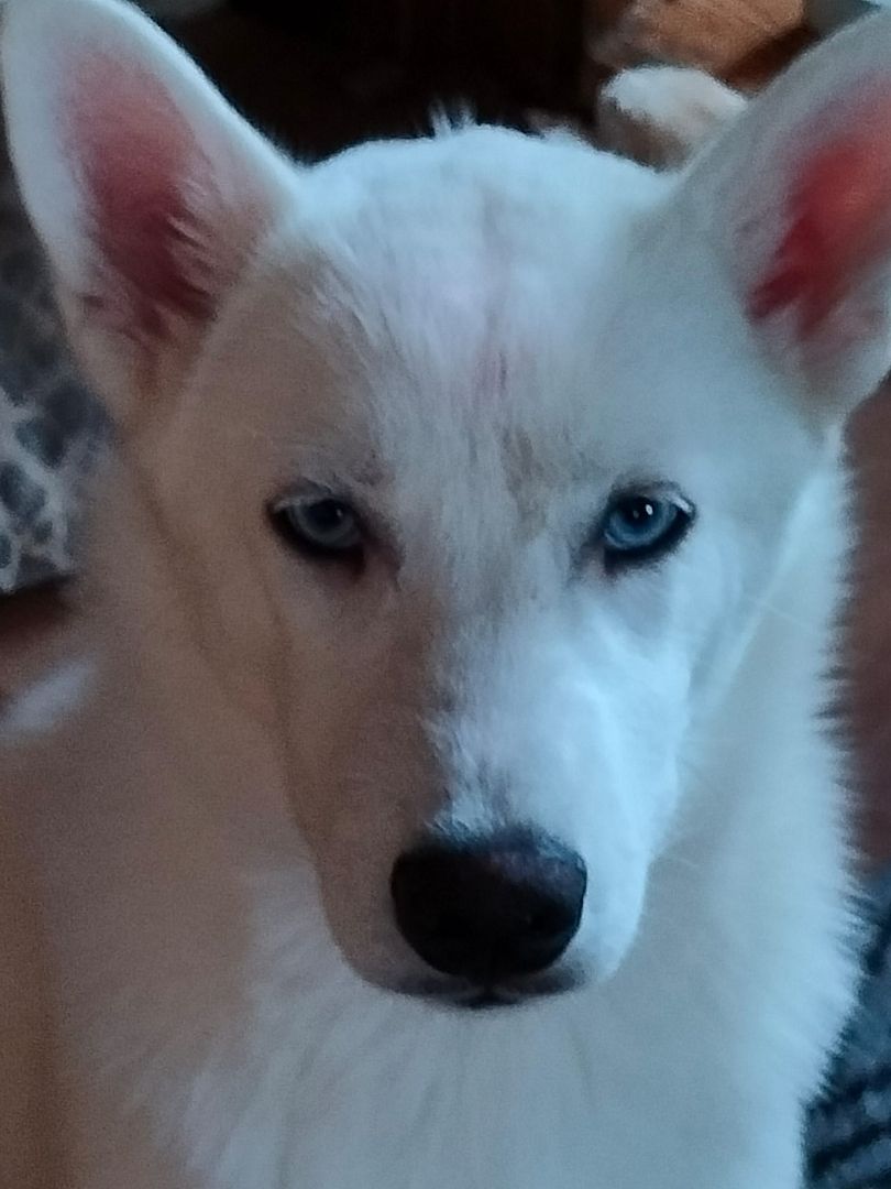 Junge Huskydame Jinnie sucht zu Hause