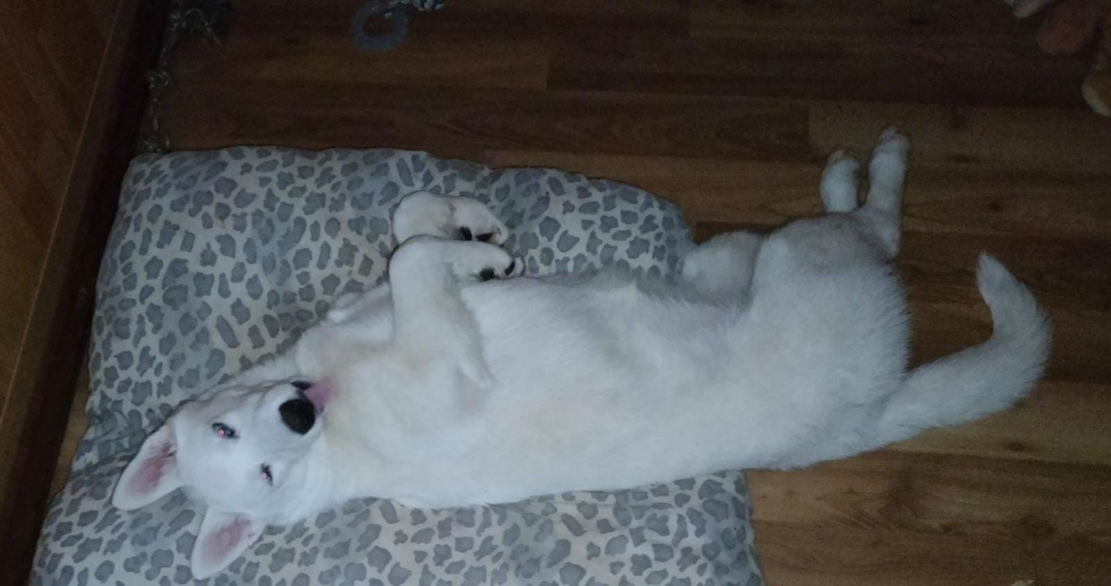 Junge Huskydame Jinnie sucht zu Hause