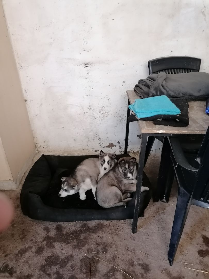 Sibirian Husky-Welpen