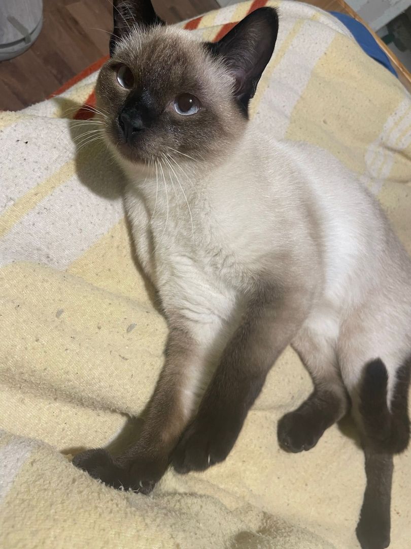 Siam Katzen stubenrein schüchtern