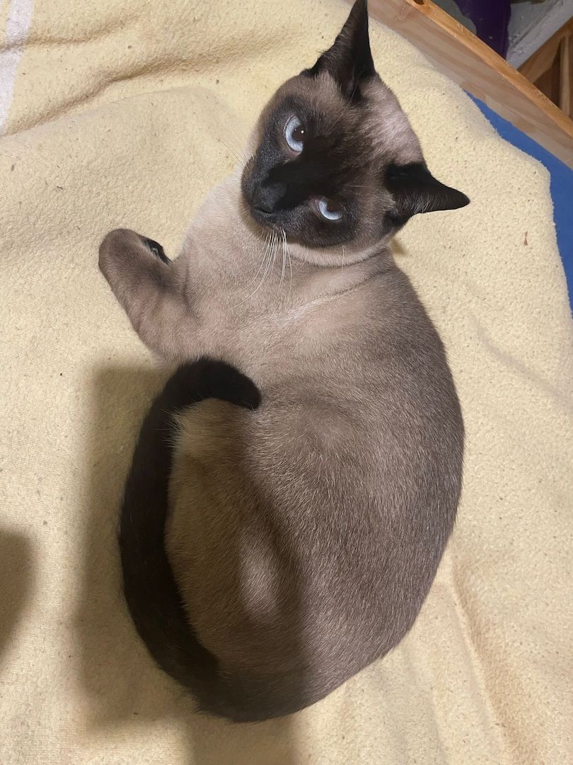 Siam Katzen stubenrein schüchtern