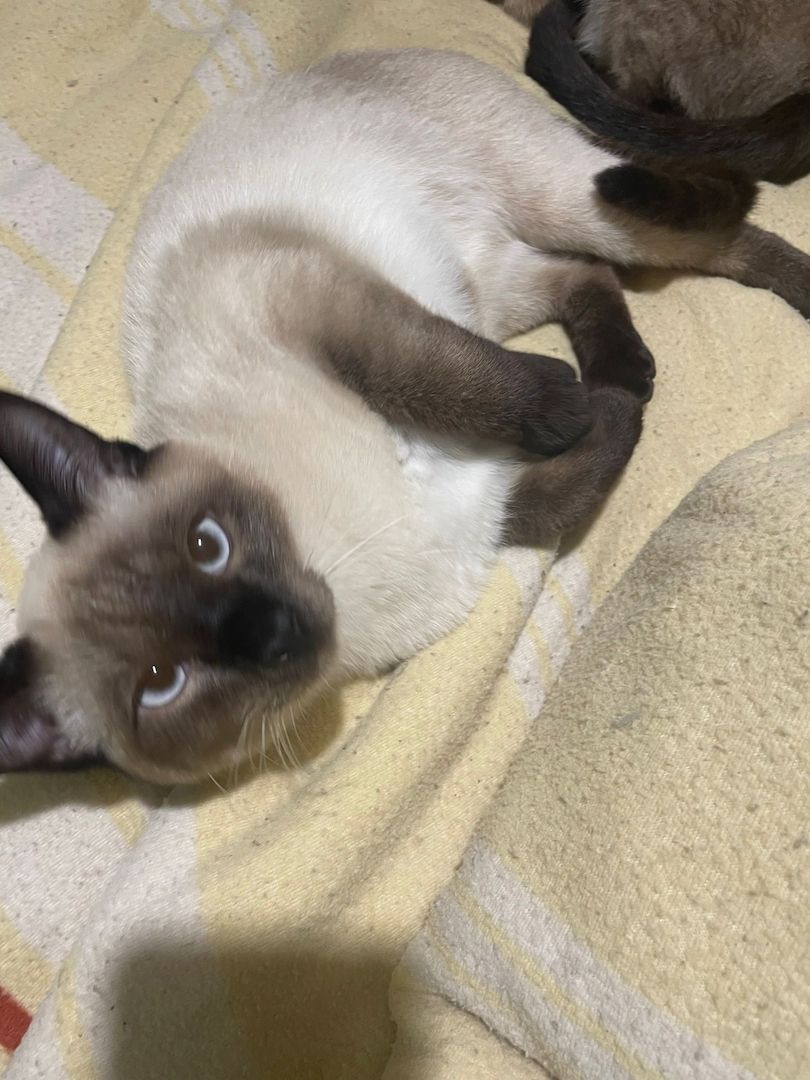 Siam Katzen stubenrein schüchtern