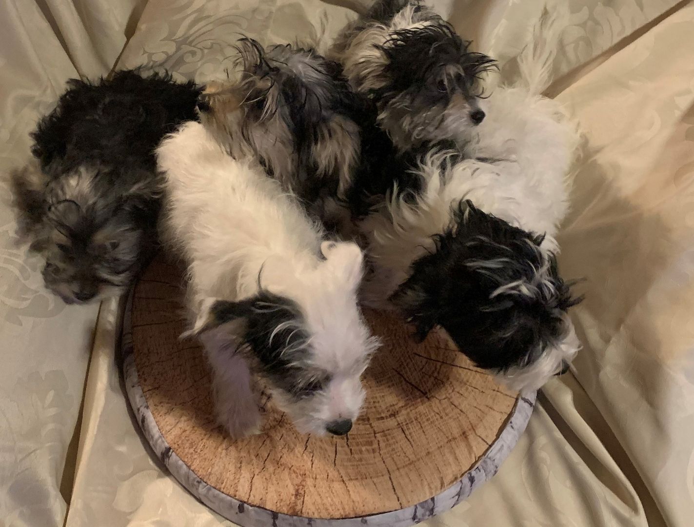 Biewer Yorkshire Terrier