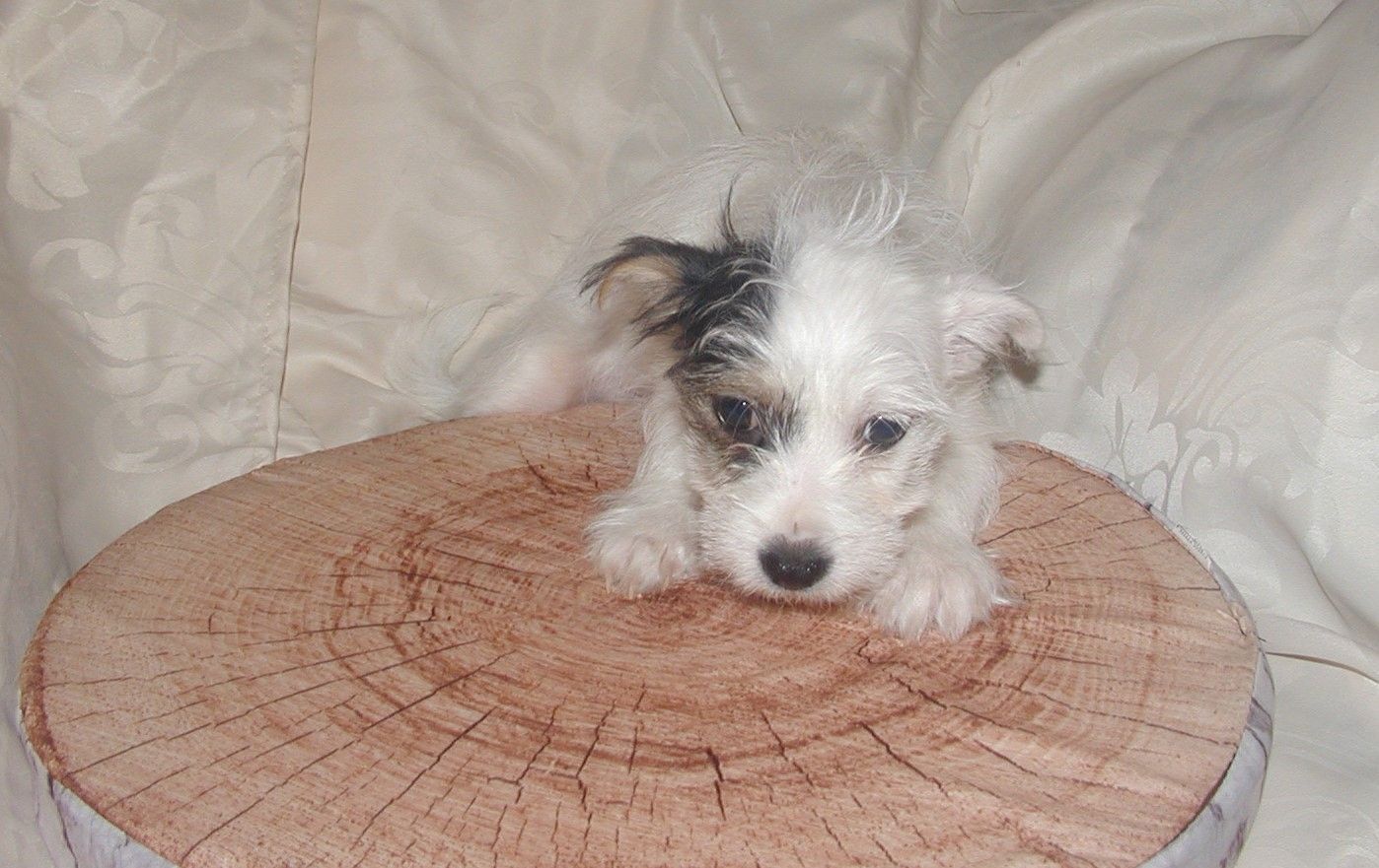 Biewer Yorkshire Terrier