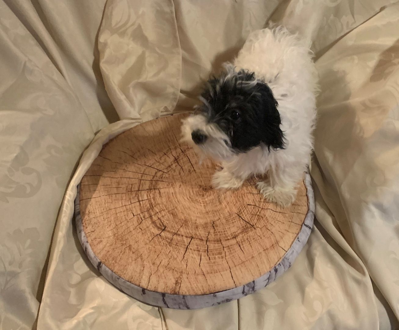 Biewer Yorkshire Terrier