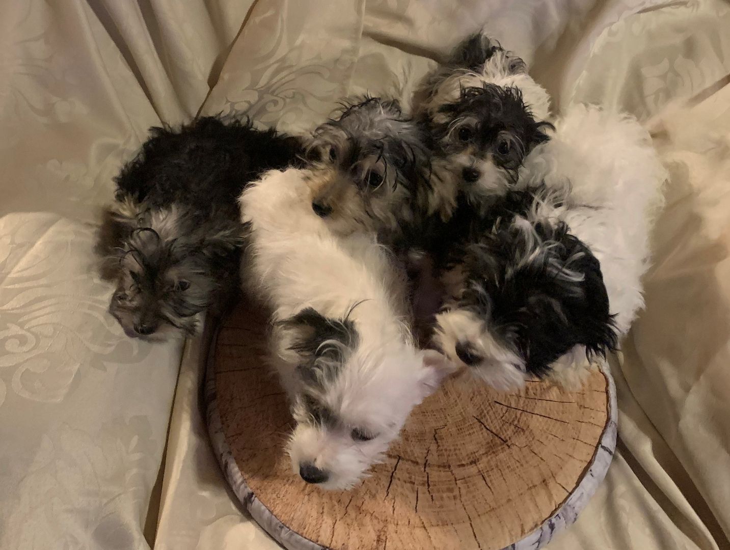 Biewer Yorkshire Terrier