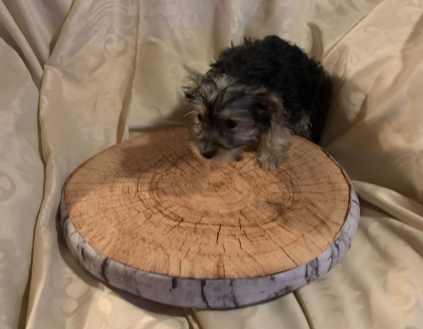 Biewer Yorkshire Terrier