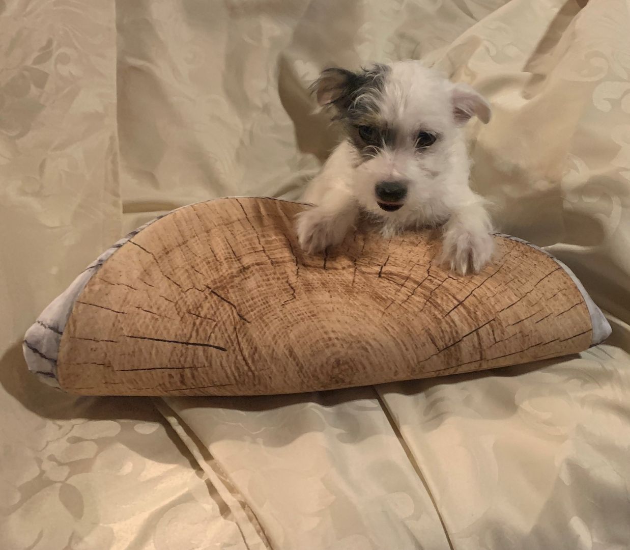 Biewer Yorkshire Terrier