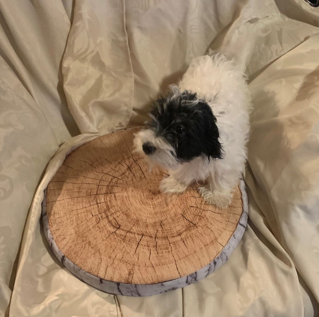 Biewer Yorkshire Terrier