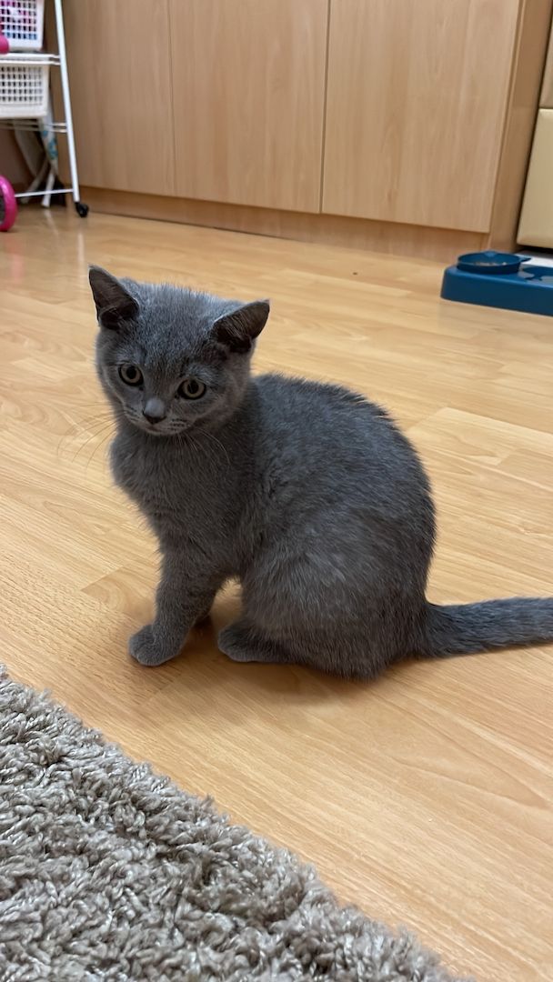 BKH Kitten abgabebreit