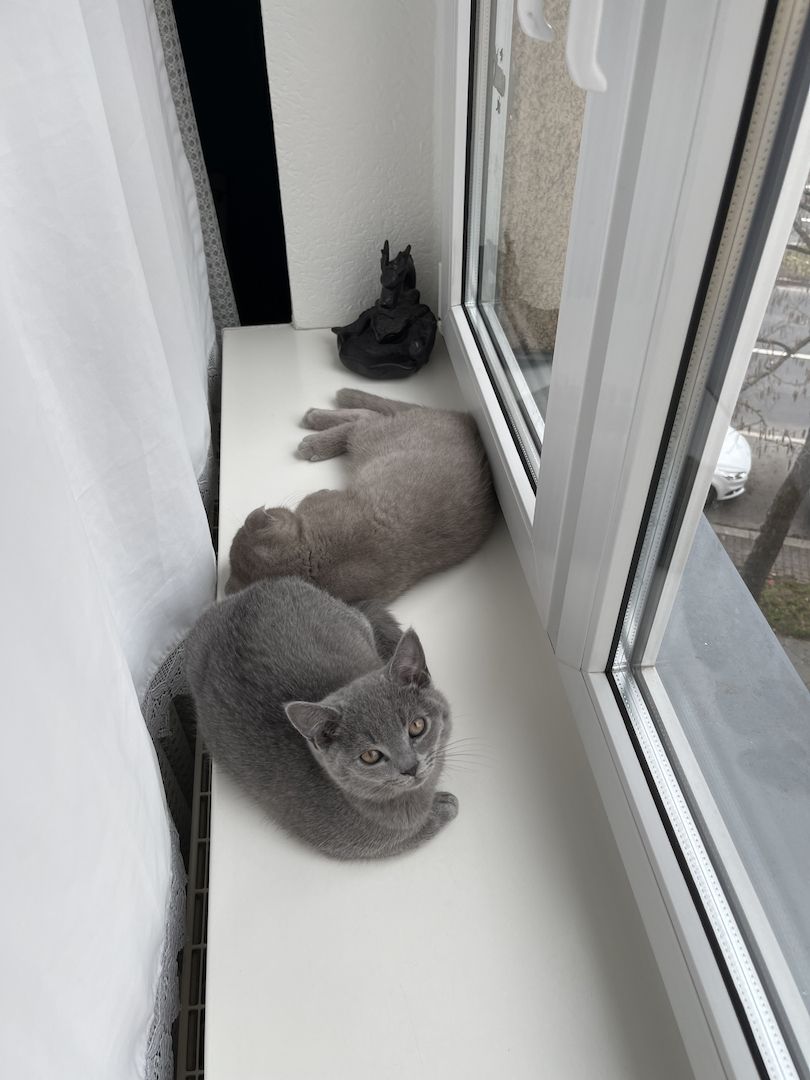 BKH Kitten abgabebreit