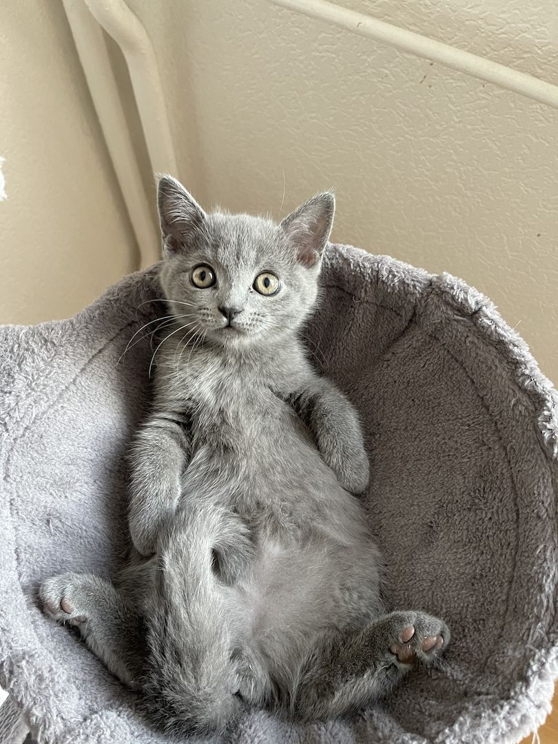 BKH Kitten abgabebreit