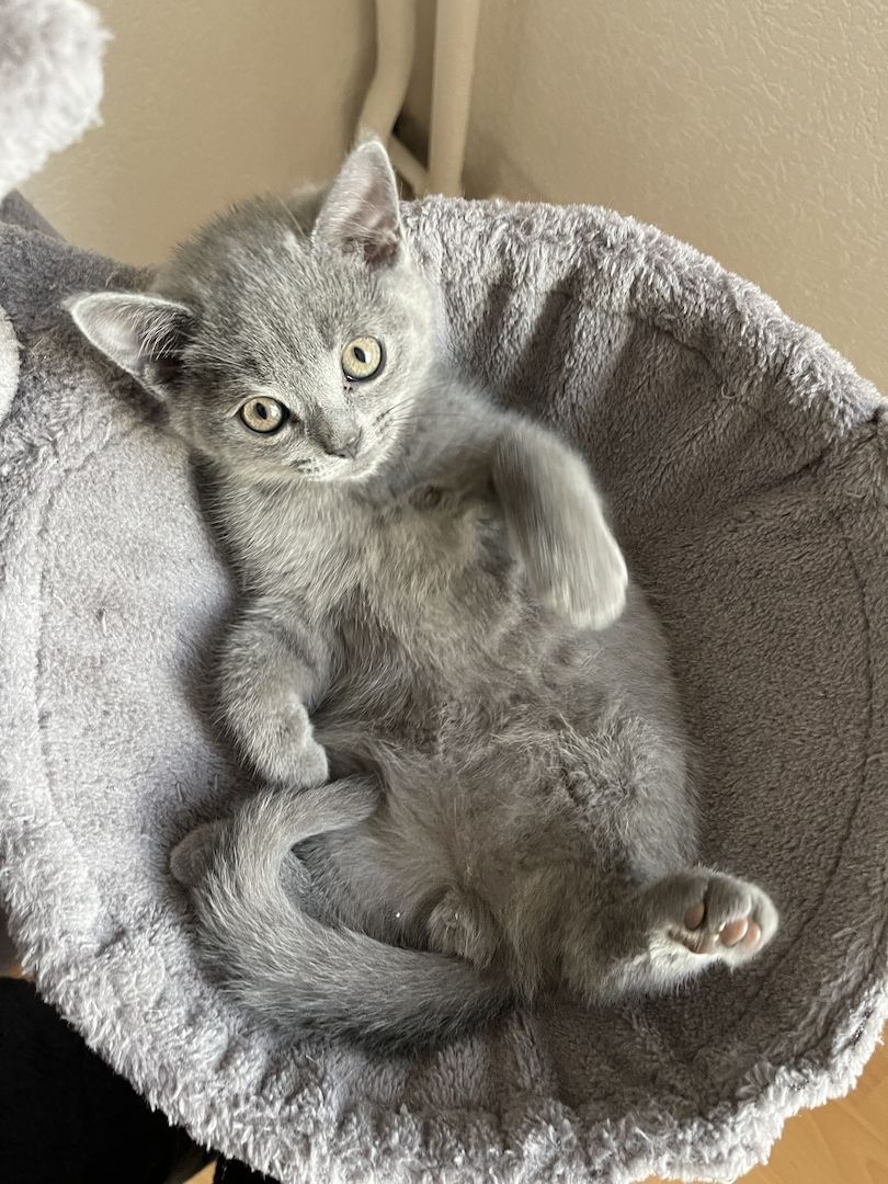 BKH Kitten abgabebreit