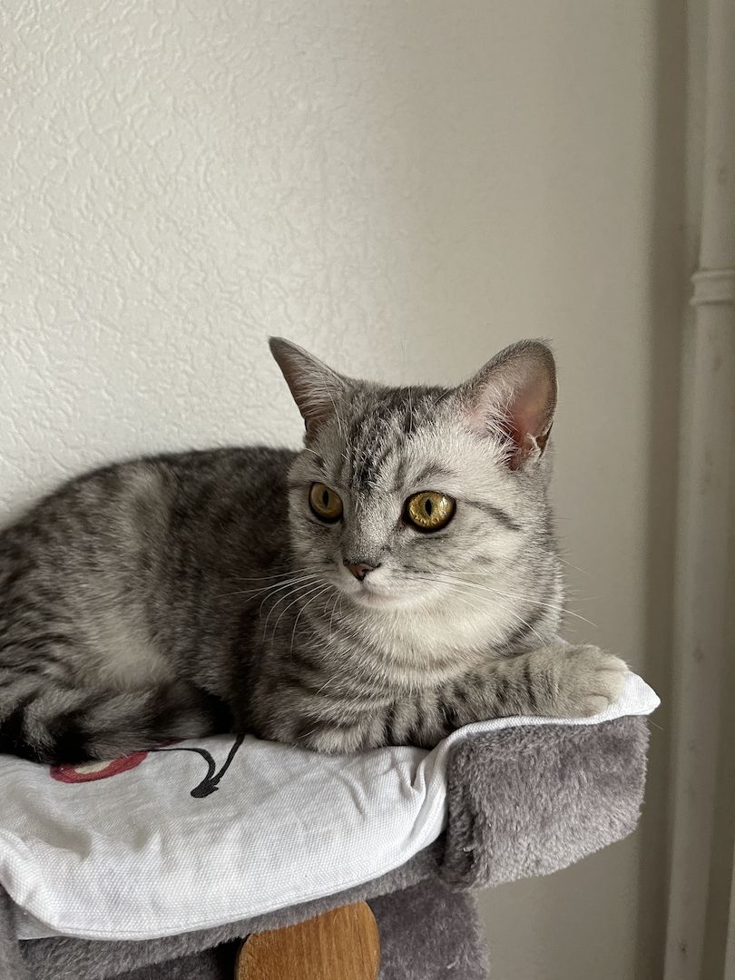 BKH Kitten abgabebreit