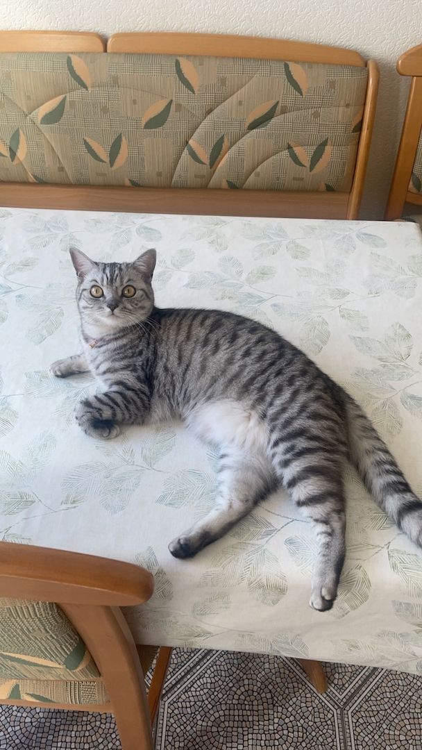 BKH Kitten abgabebreit