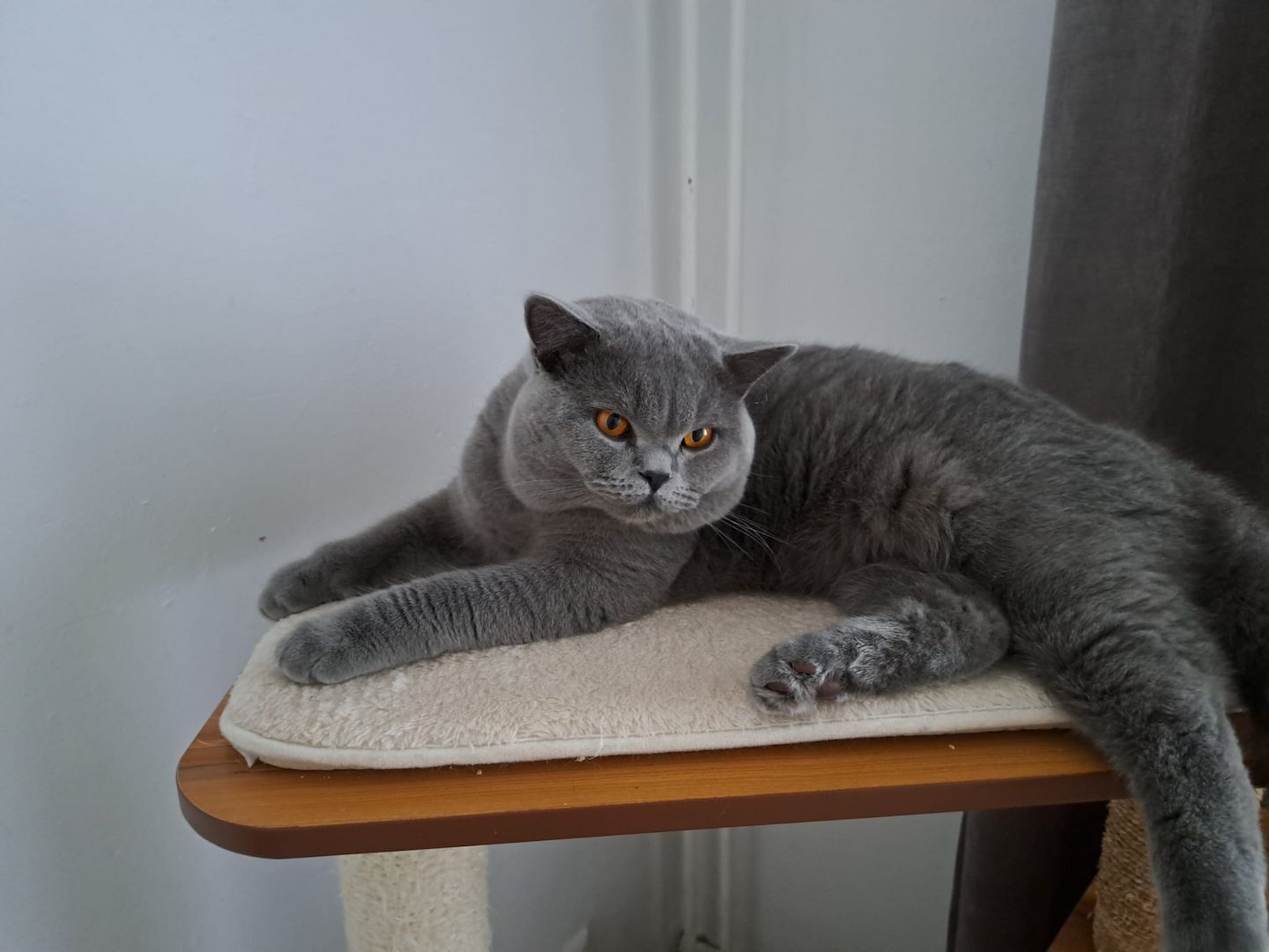 DECKKATER BKH BLUTGRUPPE B