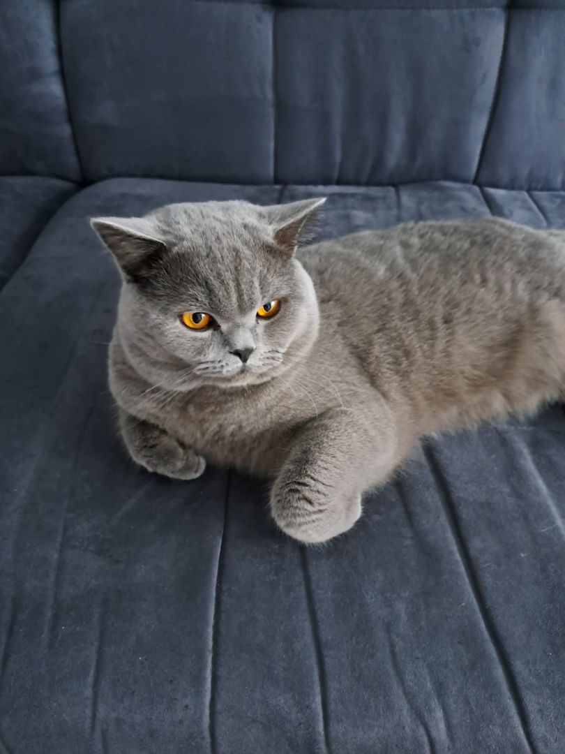 DECKKATER BKH BLUTGRUPPE B