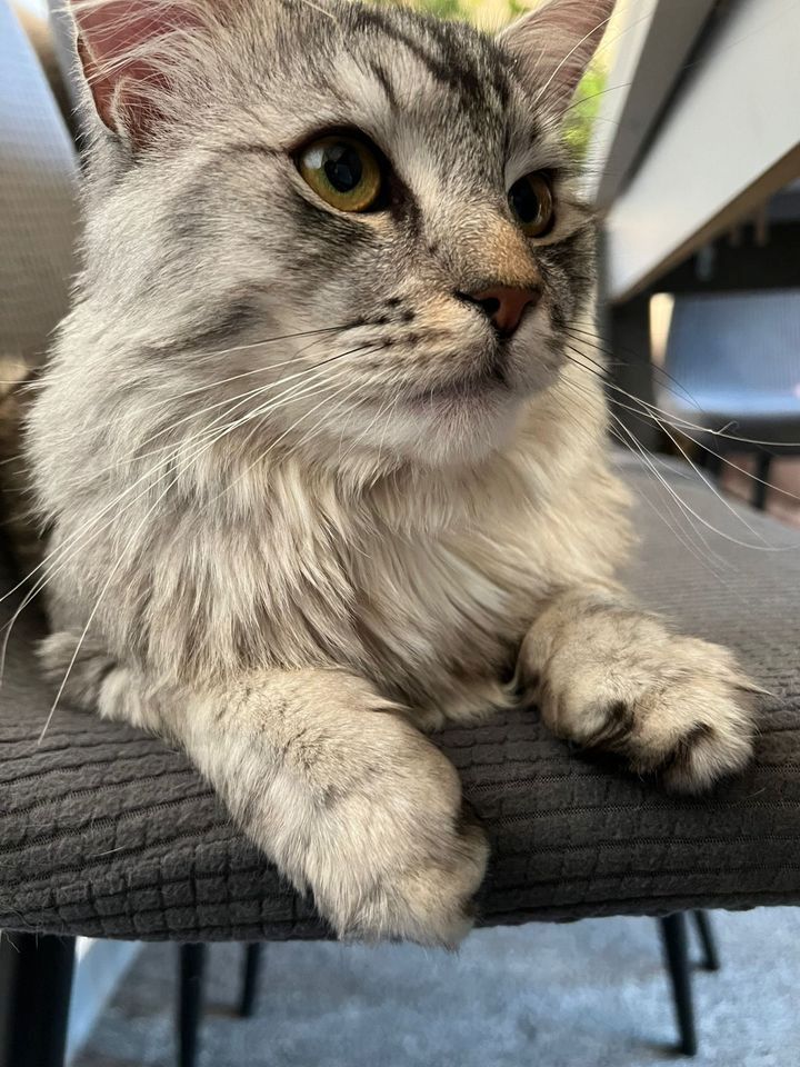 Maine Coon Kitten suchen neuen Wirkungskreis für viel Unfug