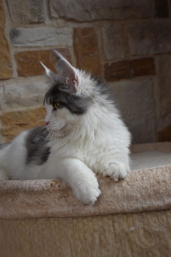 Maine Coon Kitten suchen neuen Wirkungskreis für viel Unfug