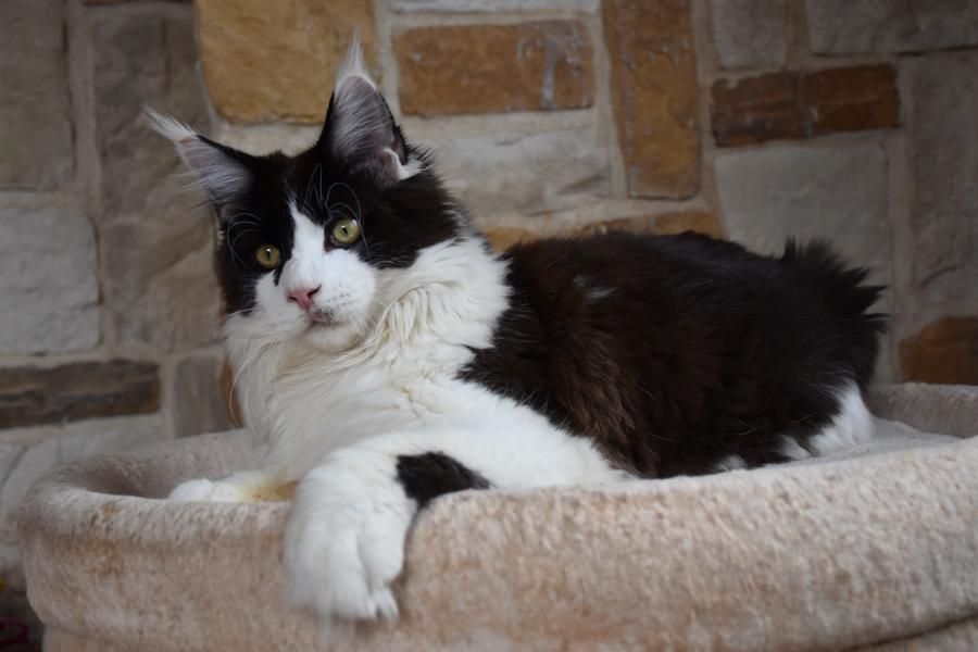 Maine Coon Kitten suchen neuen Wirkungskreis für viel Unfug