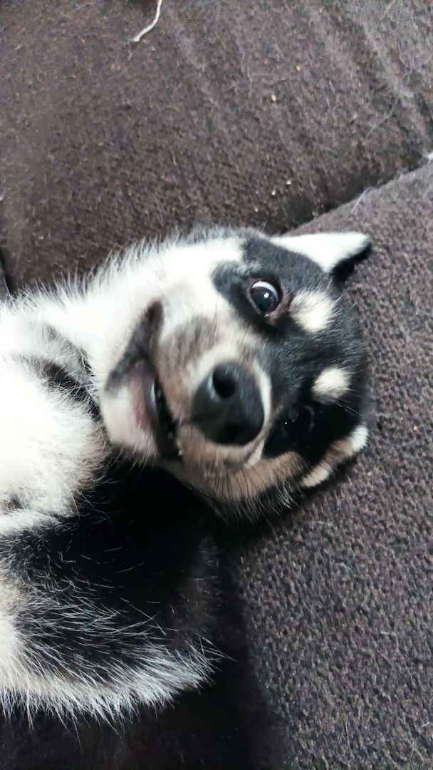 Fellnasen suchen ein Zuhause