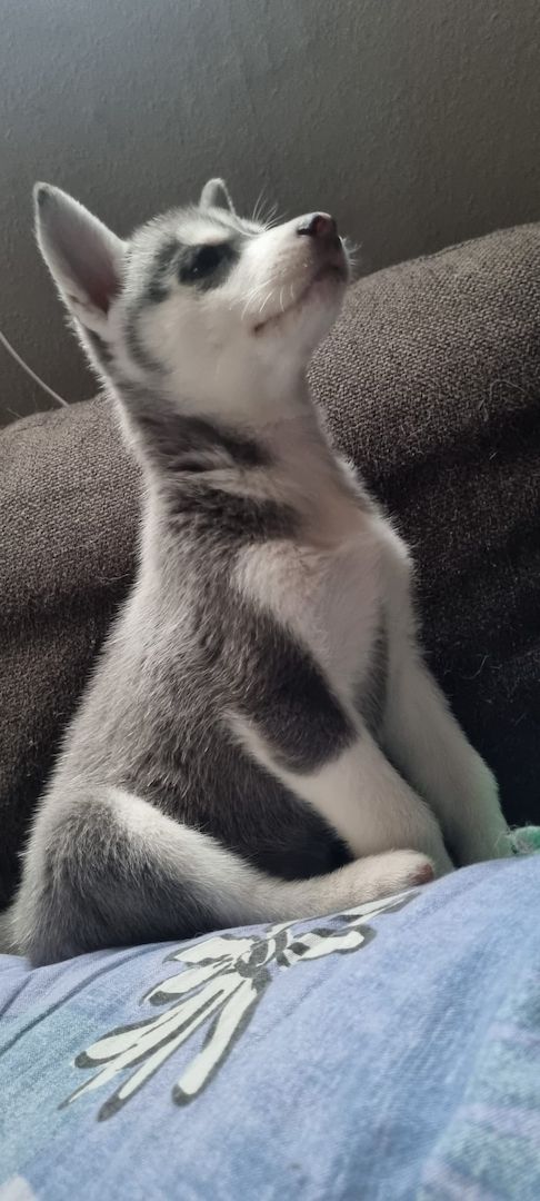 Fellnasen suchen ein Zuhause