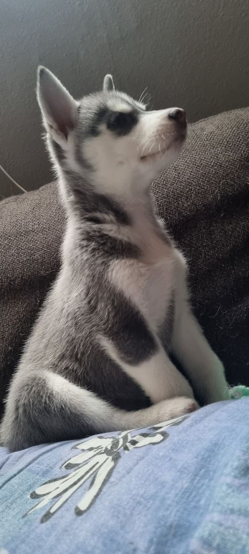 Fellnasen suchen ein Zuhause