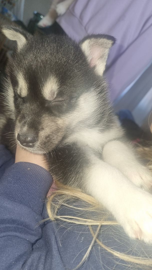 Fellnasen suchen ein Zuhause