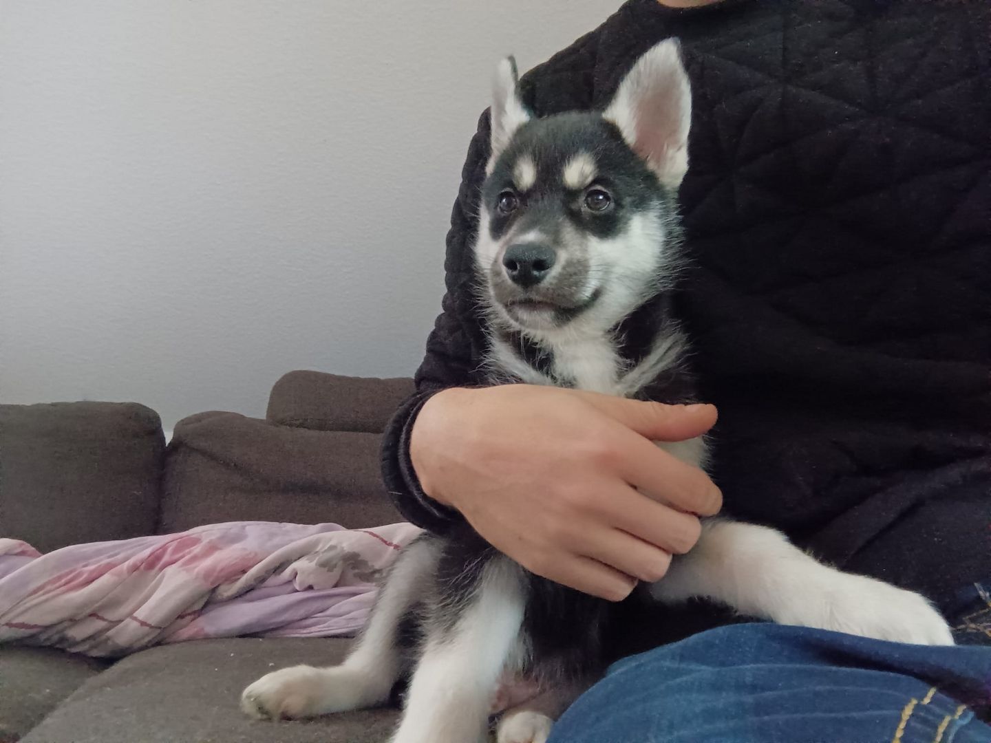 Fellnasen suchen ein Zuhause