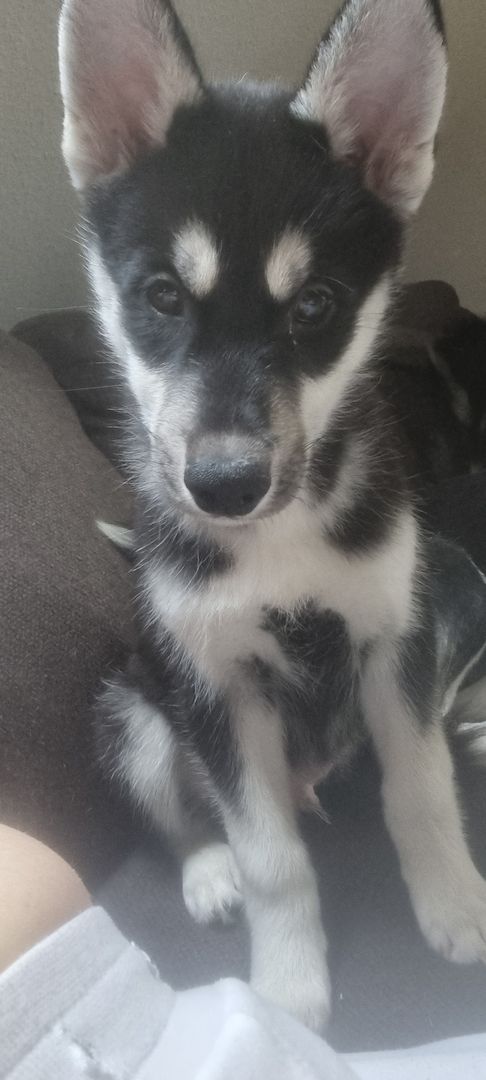 Fellnasen suchen ein Zuhause