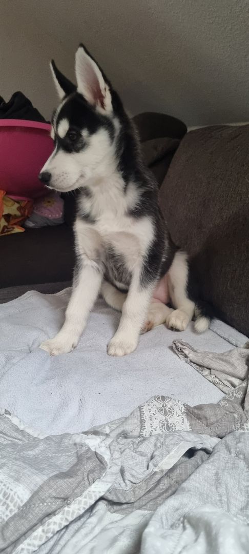 Fellnasen suchen ein Zuhause