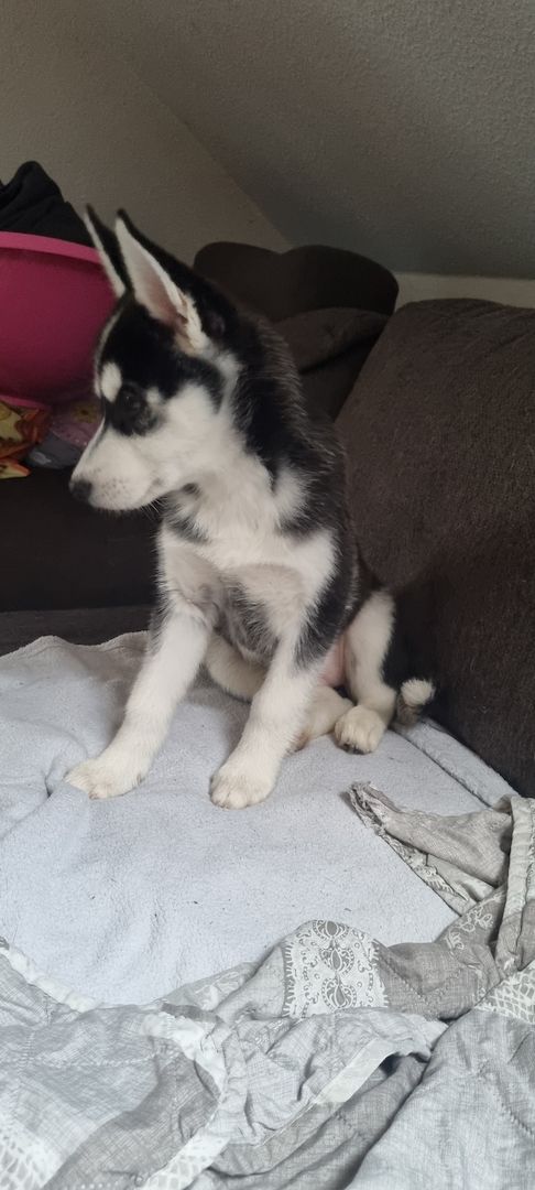 Fellnasen suchen ein Zuhause