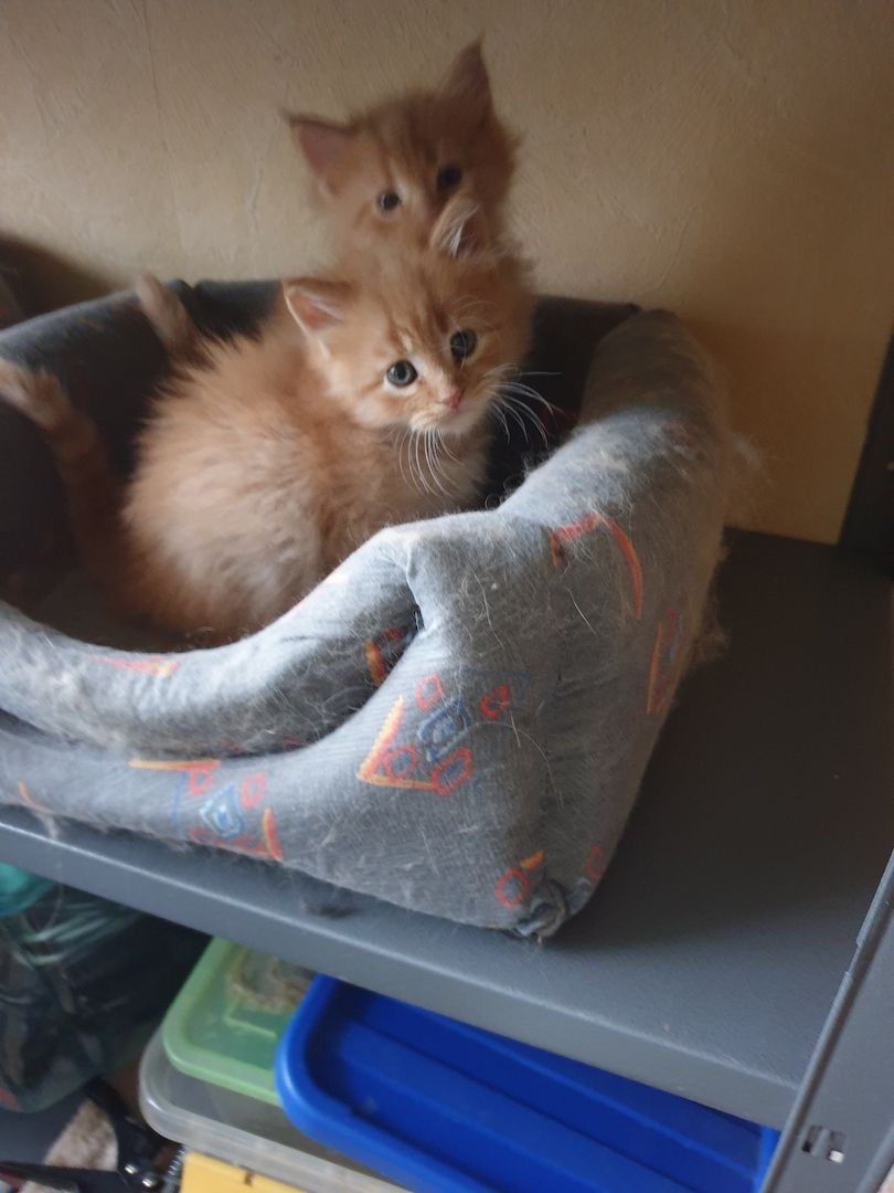 Norwegische Waldkatzen