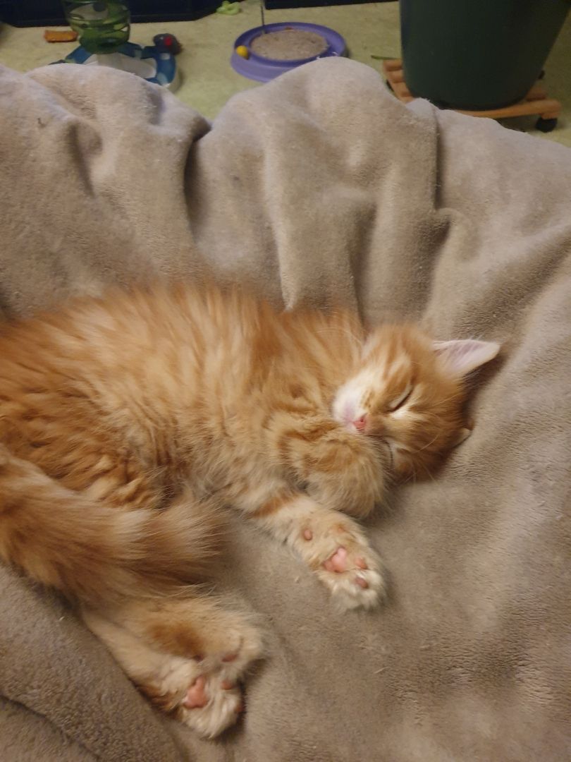 Norwegische Waldkatzen